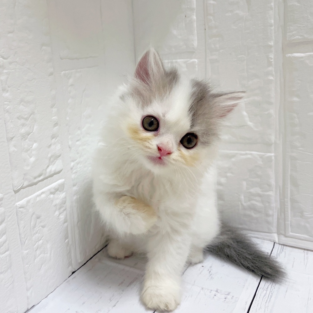 岡山県のスコティッシュストレート (犬の家＆猫の里岡山店/2026年6月6日生まれ/女の子/ブルータビーホワイト)の子猫の1枚目の画像