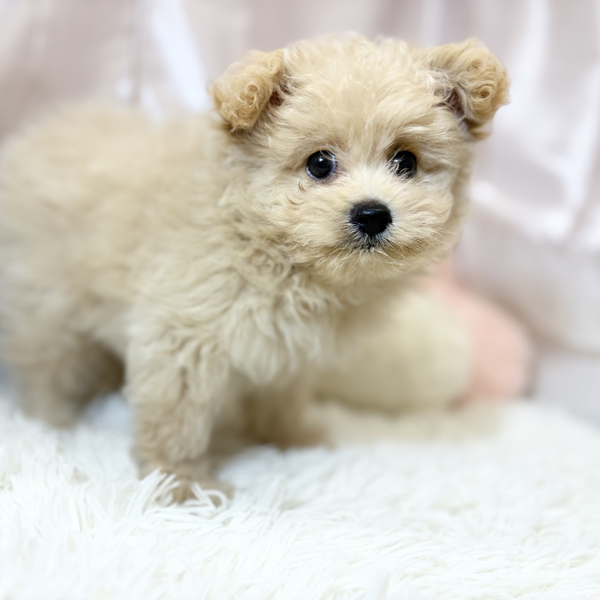 兵庫県のポメプー(ポメラニアン×プードル) (犬の家＆猫の里カナート西神戸店/2026年6月7日生まれ/女の子/クリーム)の子犬の1枚目の画像