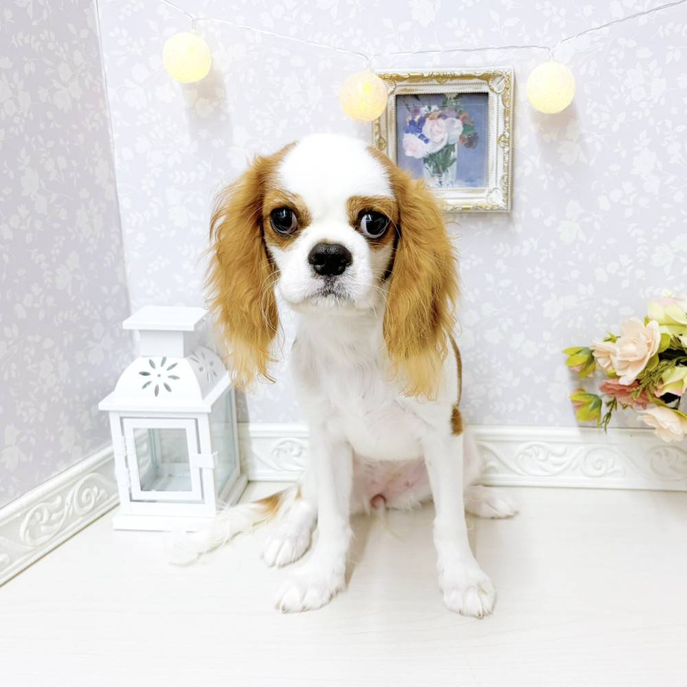 富山県のキャバリアキングチャールズスパニエル (犬の家＆猫の里アミーゴ山室店/2026年6月3日生まれ/女の子/ブレンハイム)の子犬の1枚目の画像