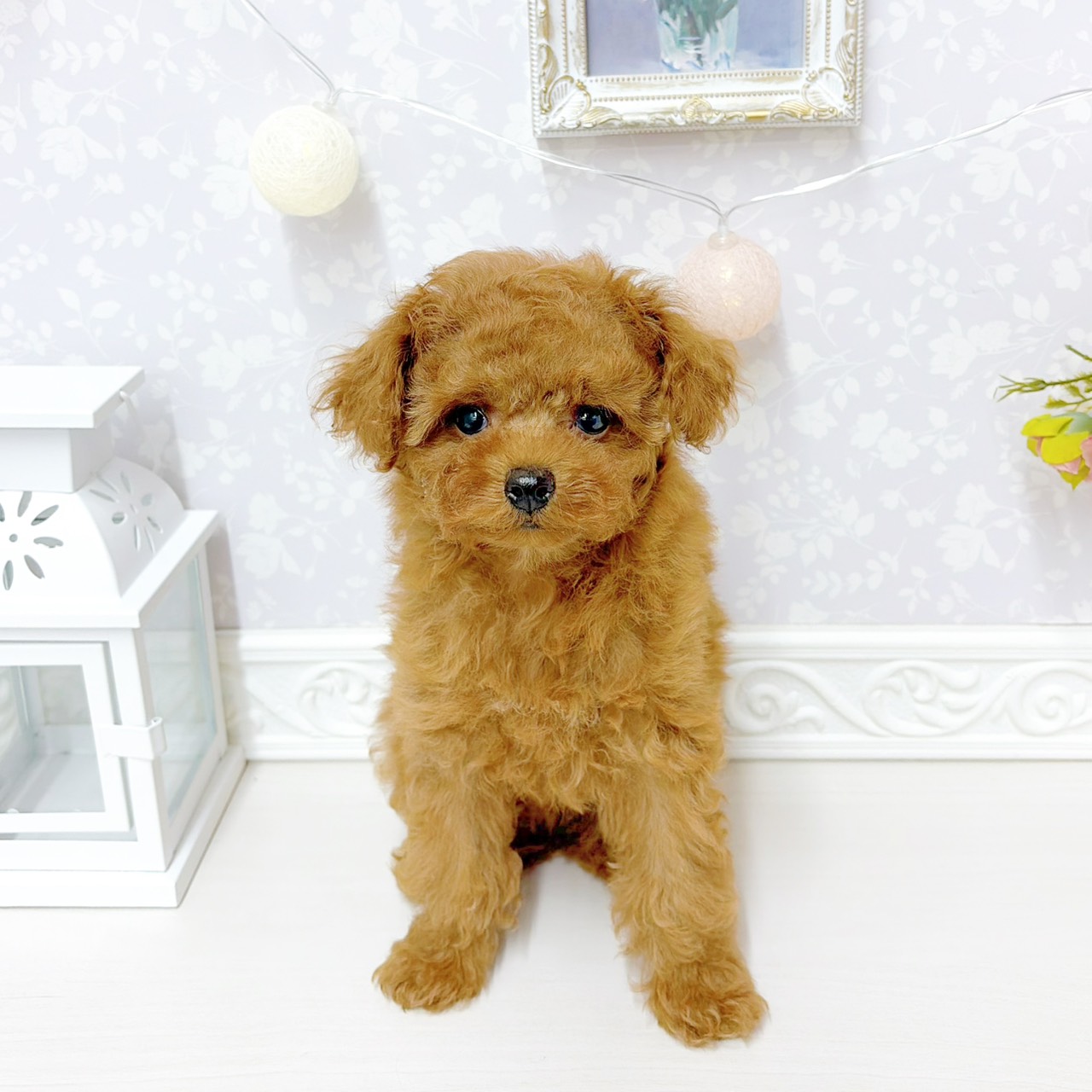 富山県のトイプードル(トイ) (犬の家＆猫の里アミーゴ山室店/2026年6月6日生まれ/女の子/レッドフォーン)の子犬の1枚目の画像
