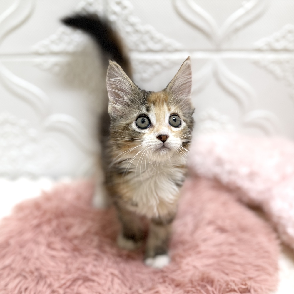 愛知県のメインクーン (犬の家＆猫の里岡崎店/2026年6月7日生まれ/女の子/ブラウンパッチドタビーホワイト)の子猫の1枚目の画像