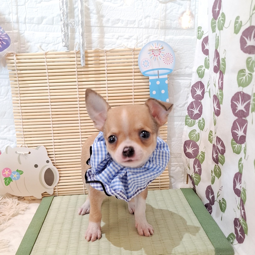 生体画像７