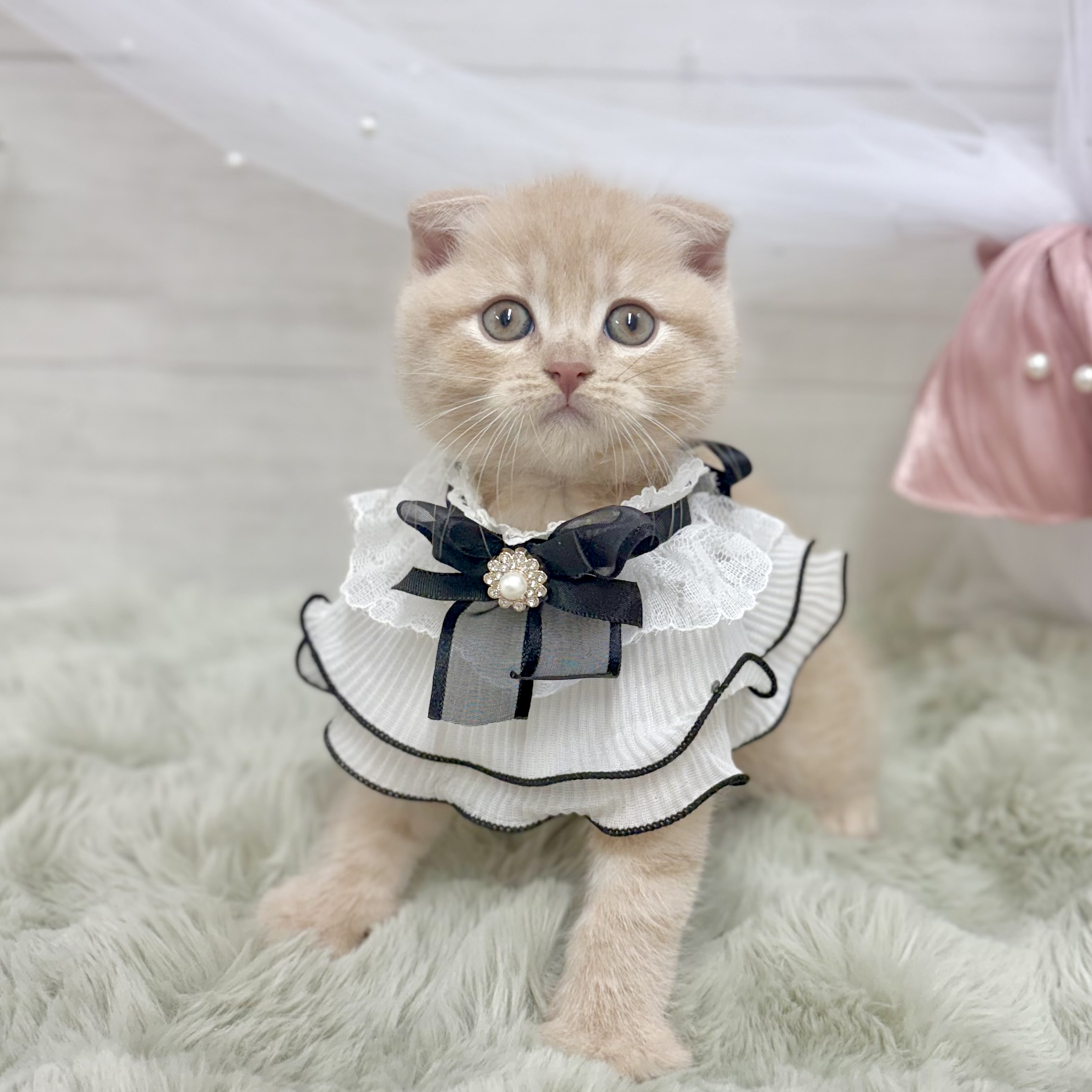 生体画像7