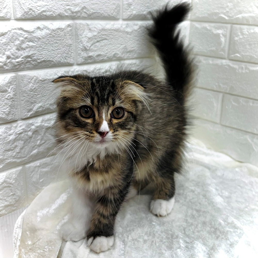 愛知県のスコティッシュフォールド (犬の家＆猫の里名古屋天白店/2026年6月11日生まれ/男の子/ブラウンタビーホワイト)の子猫の1枚目の画像