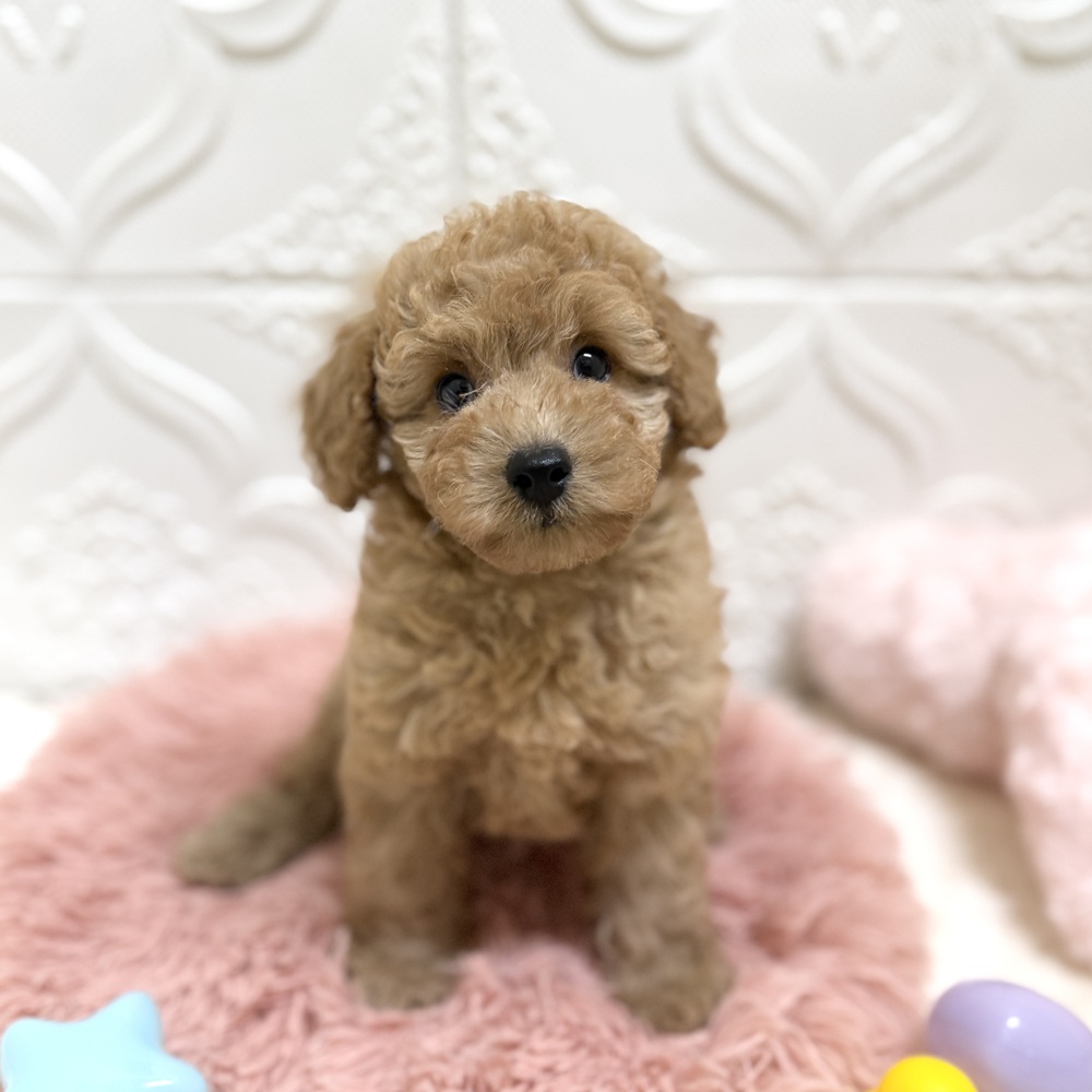 愛知県のトイプードル(トイ) (犬の家＆猫の里岡崎店/2026年6月13日生まれ/女の子/レッド)の子犬の1枚目の画像
