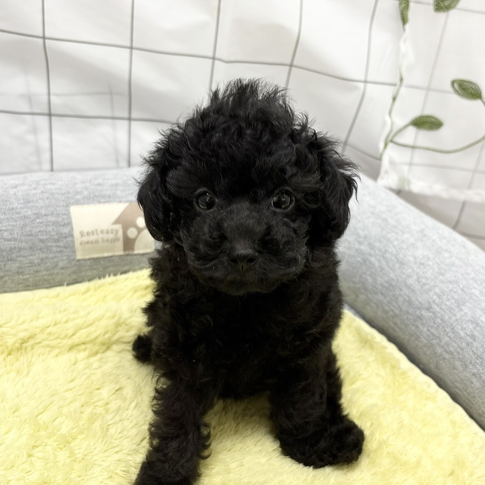 長野県のトイプードル(タイニー) (犬の家＆猫の里塩尻店/2026年6月13日生まれ/女の子/ブラック)の子犬の1枚目の画像