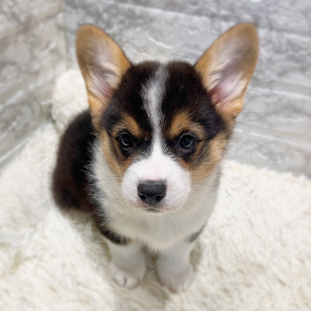 愛知県のウェルシュコーギーペンブローク (犬の家＆猫の里MiO香久山店/2026年6月17日生まれ/男の子/ブラックタンホワイト)の子犬の1枚目の画像
