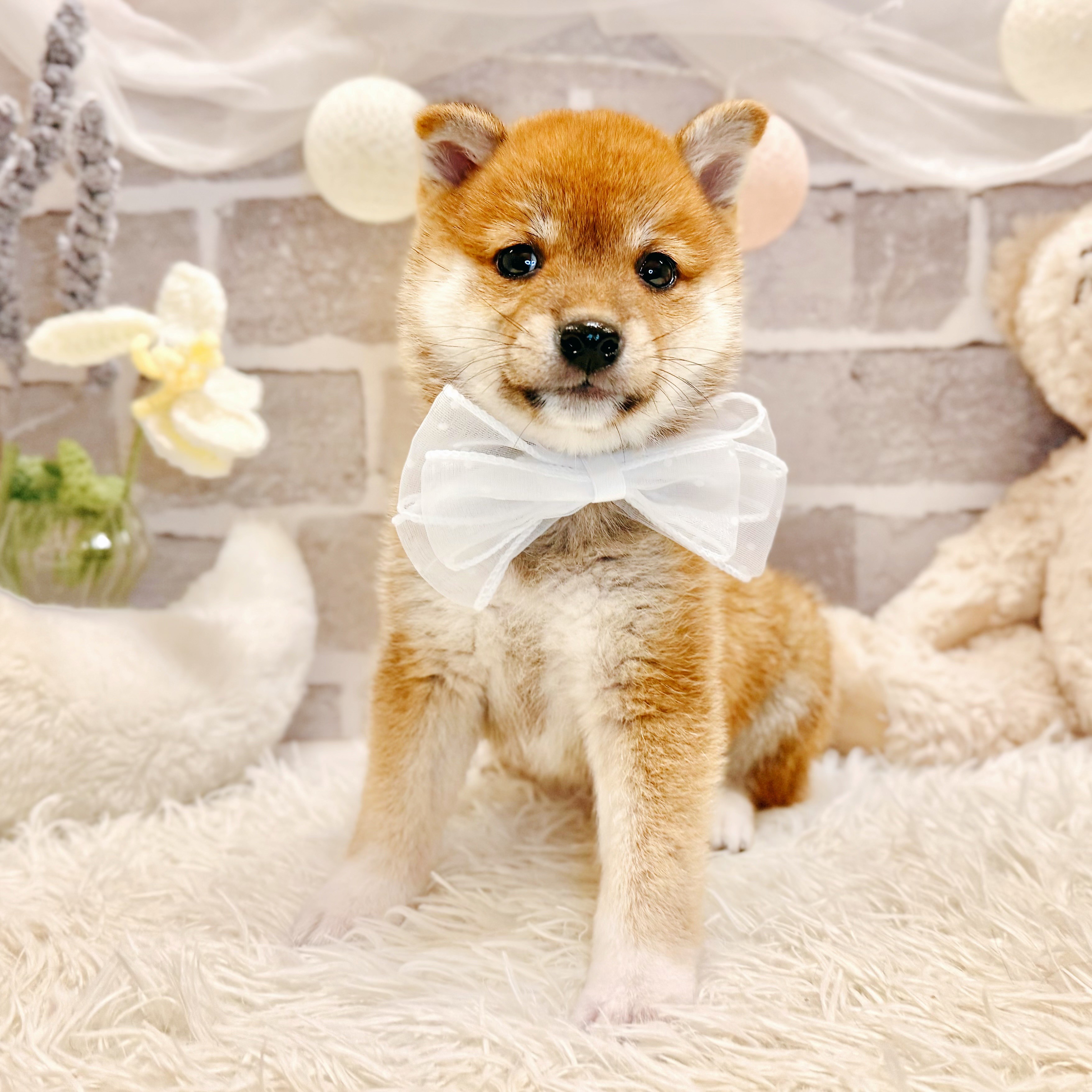 生体画像7
