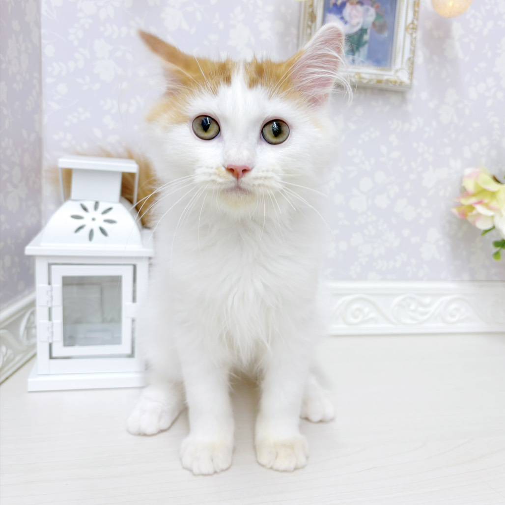 富山県のスコティッシュフォールド (犬の家＆猫の里アミーゴ山室店/2026年6月18日生まれ/男の子/レッドタビーホワイト)の子猫の1枚目の画像