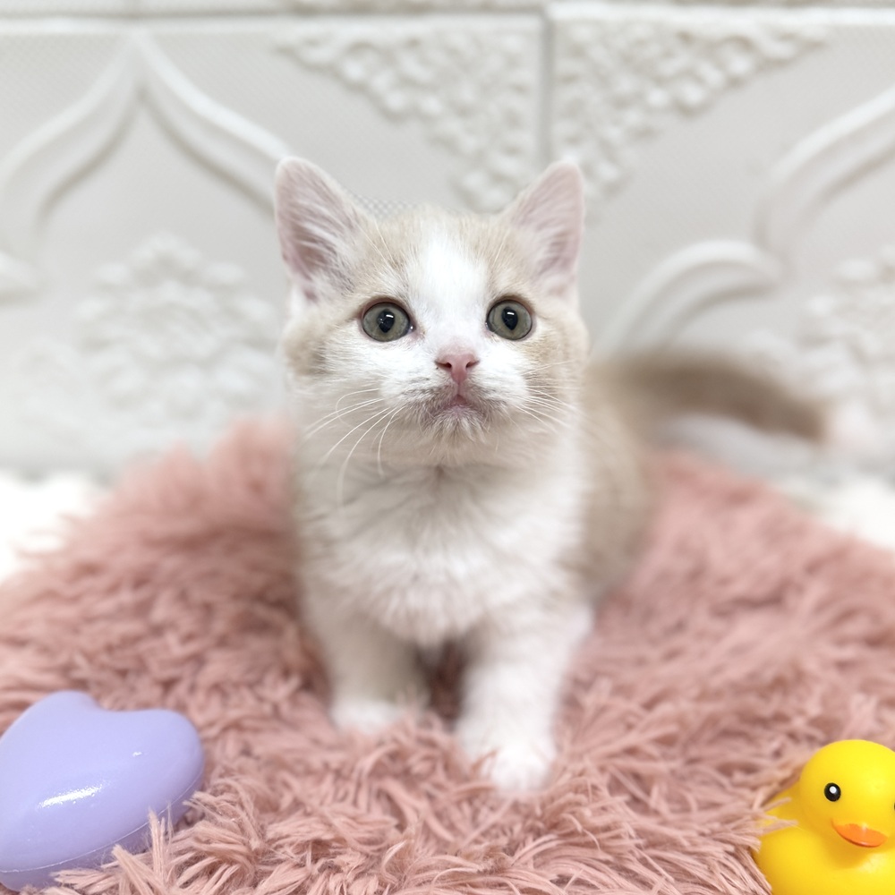 愛知県のマンチカン (犬の家＆猫の里岡崎店/2026年6月16日生まれ/男の子/クリームタビーホワイト)の子猫の1枚目の画像