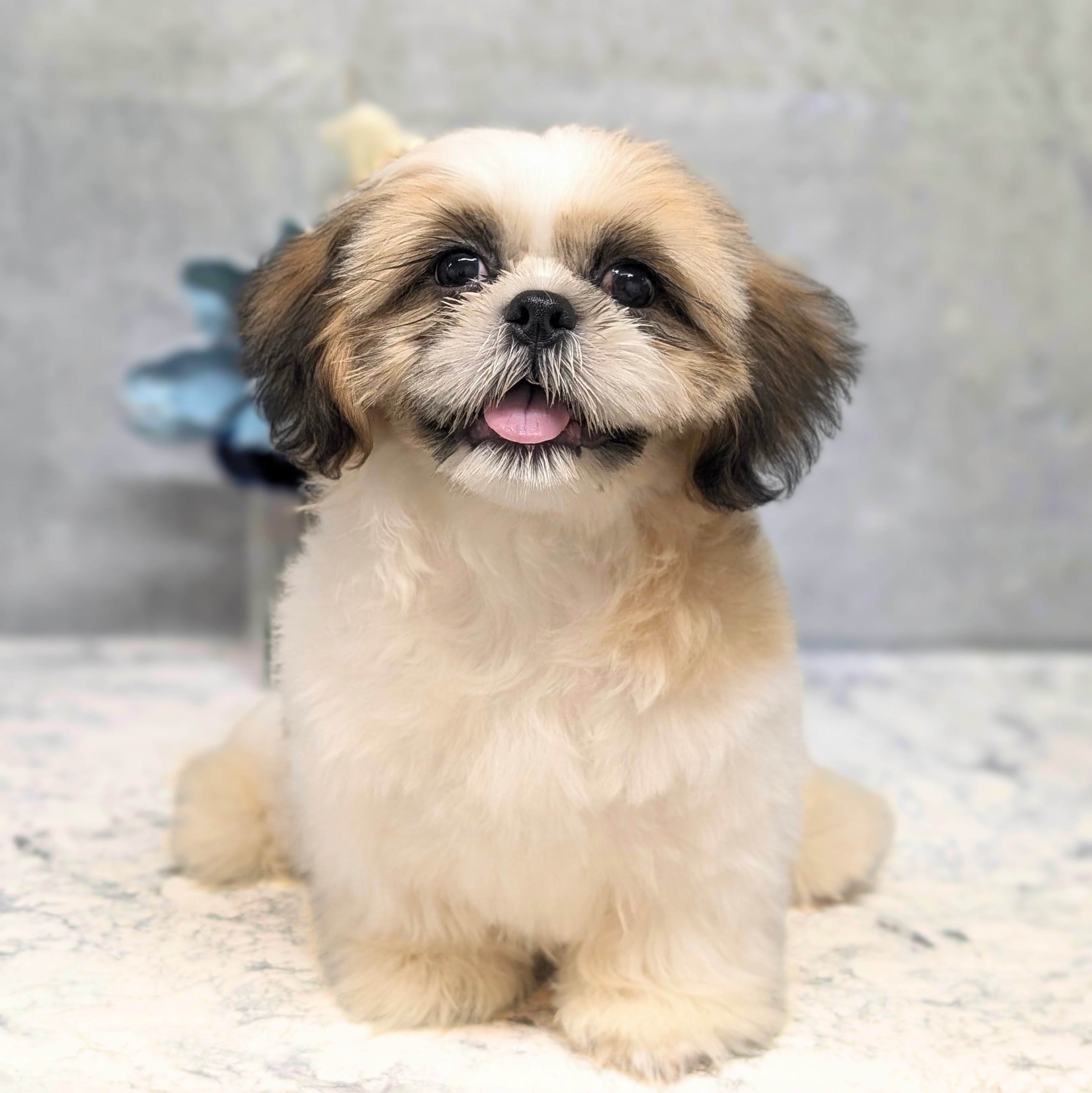 愛知県のシーズー (犬の家＆猫の里安城店/2026年6月7日生まれ/男の子/ゴールドホワイト)の子犬の1枚目の画像
