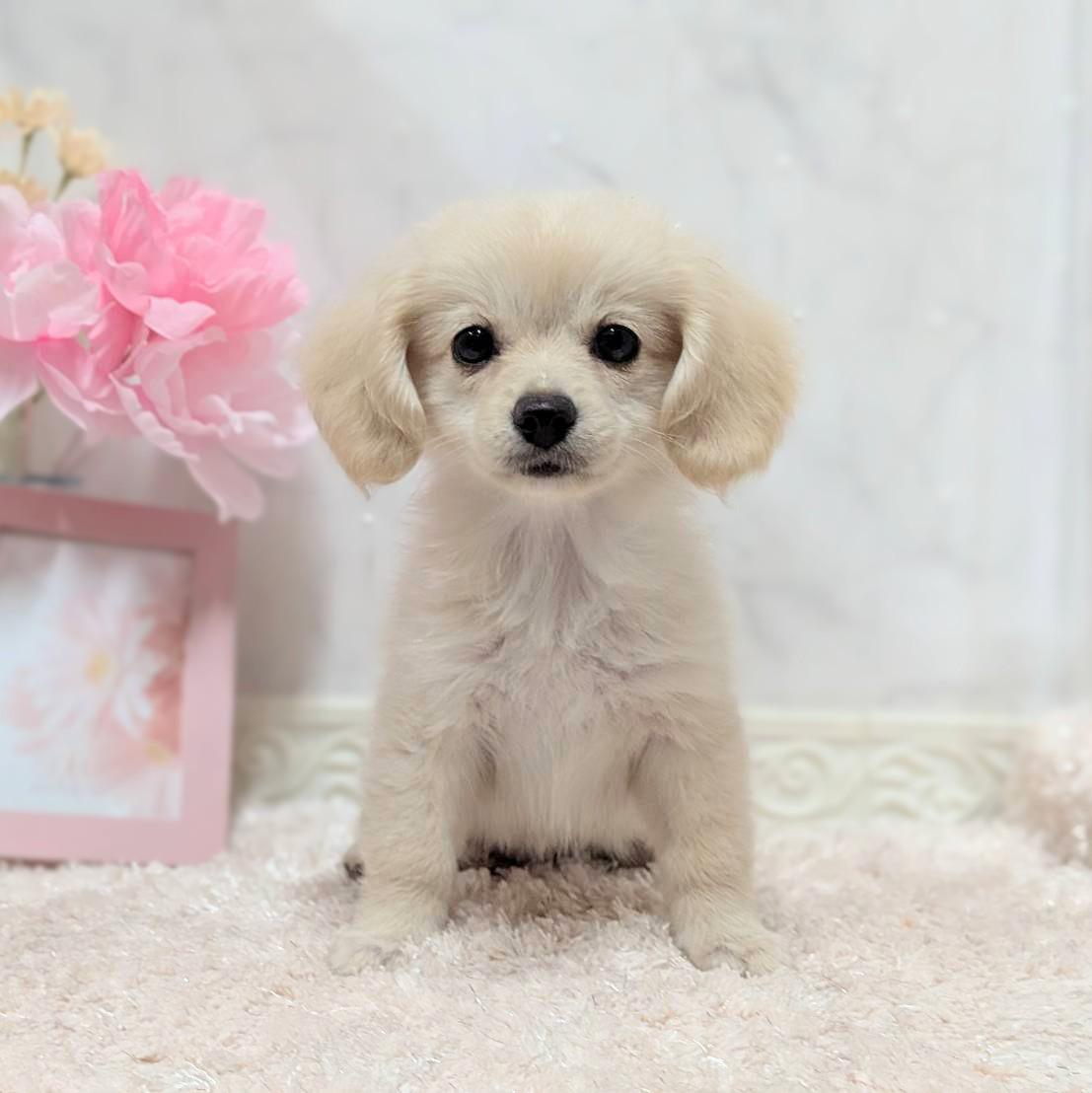 福井県のポメックス(ポメラニアン×ダックス) (犬の家＆猫の里福井店/2026年6月21日生まれ/女の子/クリーム)の子犬の1枚目の画像