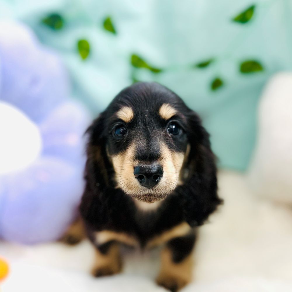 愛知県のミニチュアダックスフンド(ロング) (犬の家＆猫の里愛知刈谷店/2026年6月20日生まれ/男の子/ブラックイエロー)の子犬の1枚目の画像