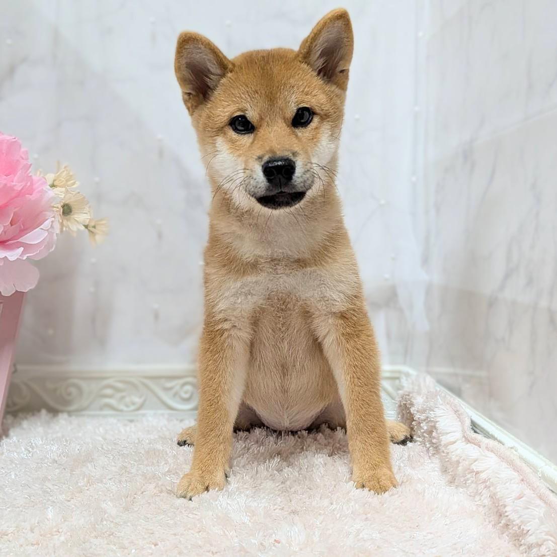 福井県の柴犬(標準サイズ) (犬の家＆猫の里福井店/2026年6月23日生まれ/女の子/赤)の子犬の1枚目の画像