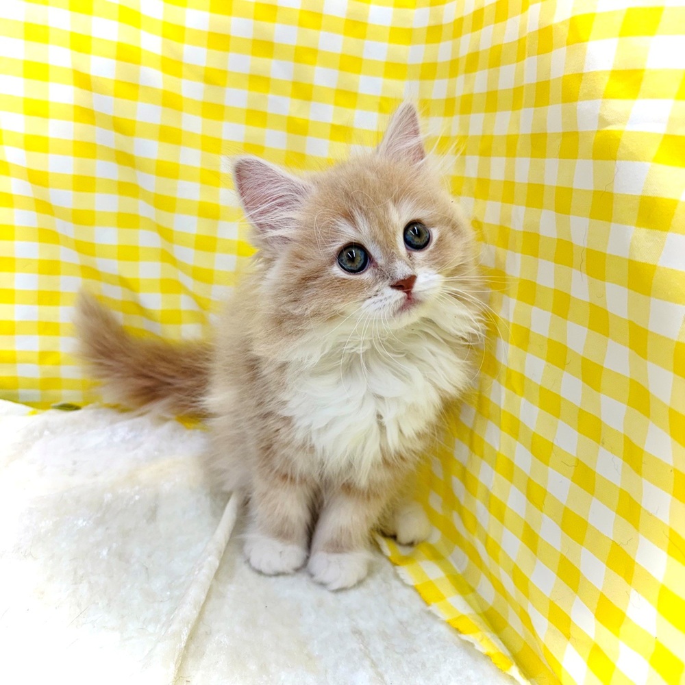 生体画像７