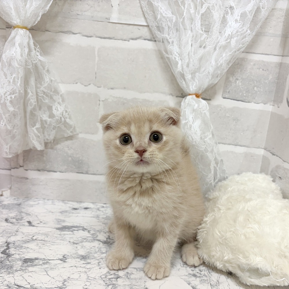 京都府のスコティッシュフォールド (犬の家＆猫の里京都精華店/2026年6月26日生まれ/男の子/クリームタビー)の子猫の1枚目の画像