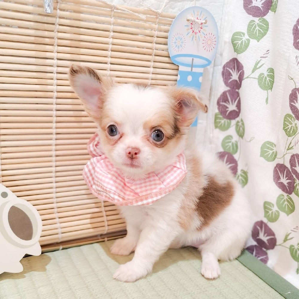 生体画像７