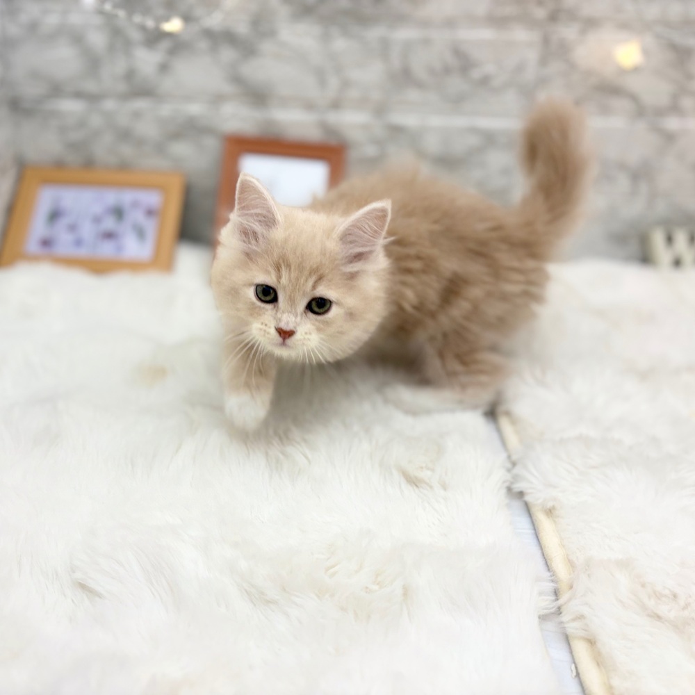 静岡県のサイベリアン (犬の家＆猫の里MEGAドン・キホーテ袋井店/2026年6月28日生まれ/男の子/クリームタビー)の子猫の1枚目の画像