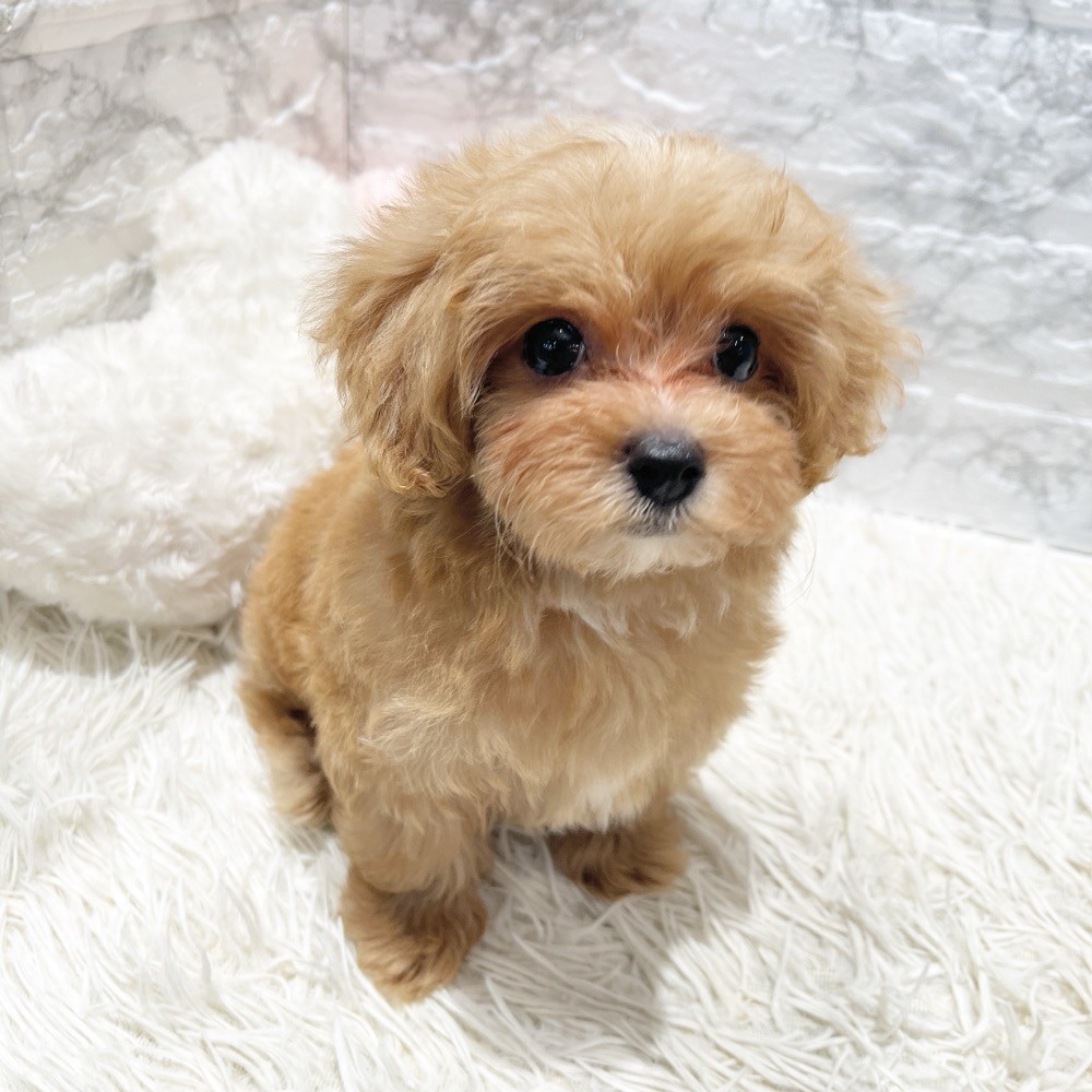 愛知県のマルプー(マルチーズ×プードル) (犬の家＆猫の里MiO香久山店/2026年7月1日生まれ/男の子/アプリコットホワイト)の子犬の1枚目の画像
