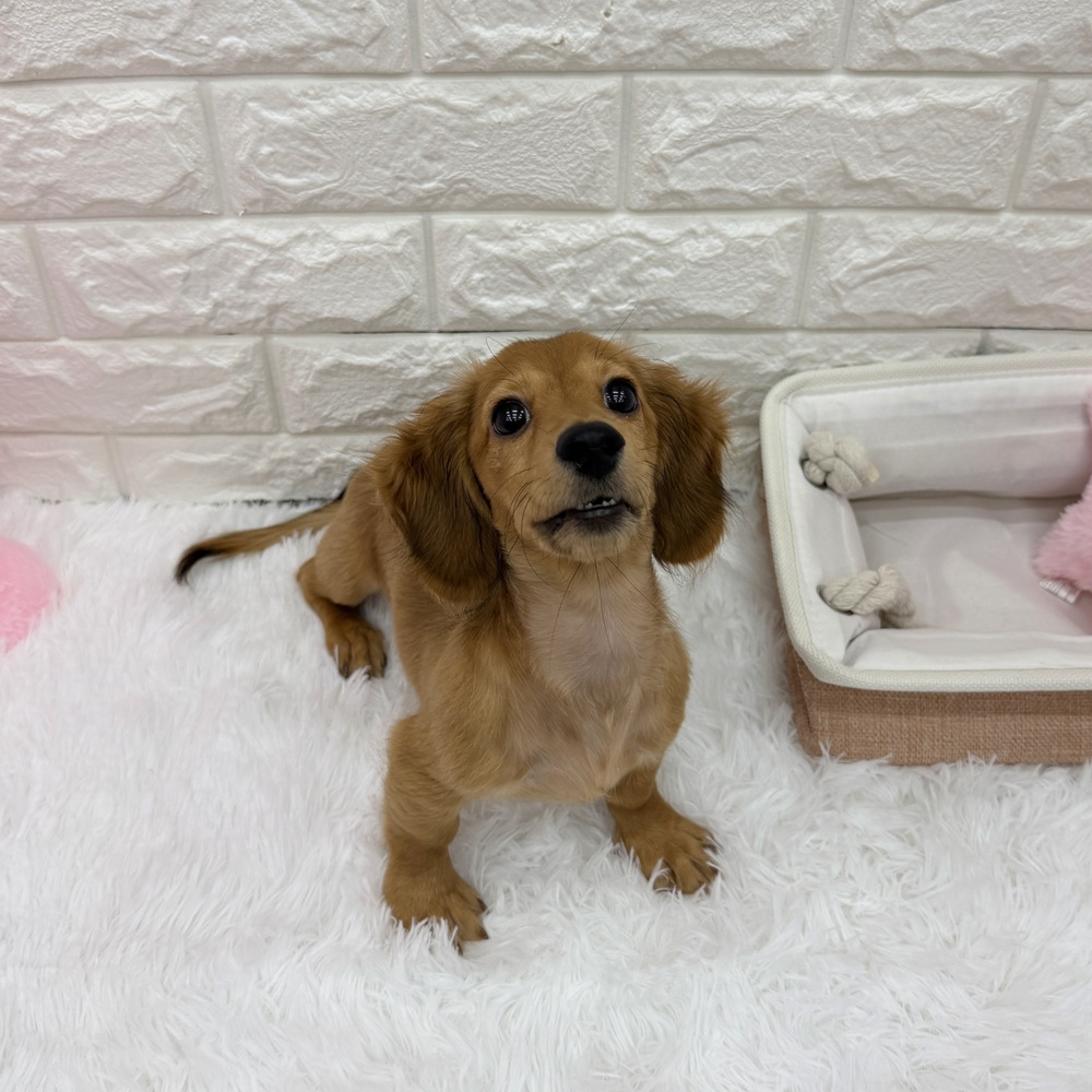 愛知県のミニチュアダックスフンド(ロング) (犬の家＆猫の里MEGAドン・キホーテ東海名和店/2026年7月3日生まれ/女の子/レッド)の子犬の1枚目の画像