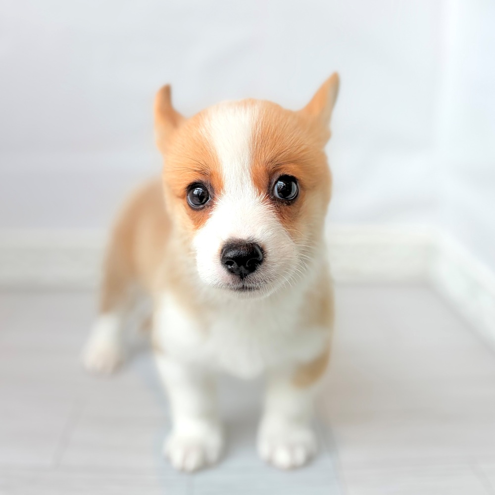 生体画像７