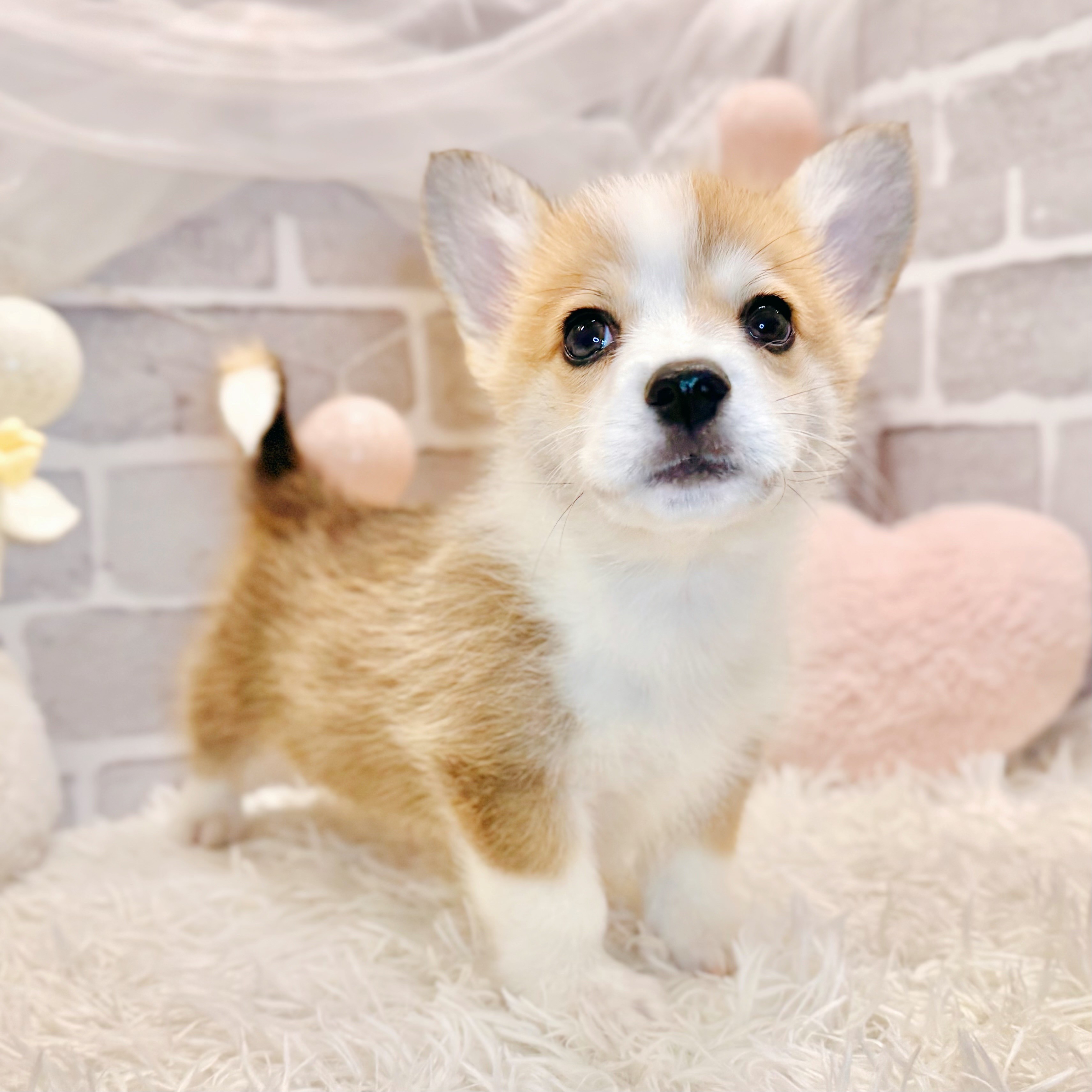 生体画像7