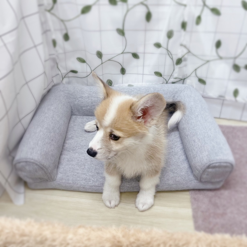 生体画像７