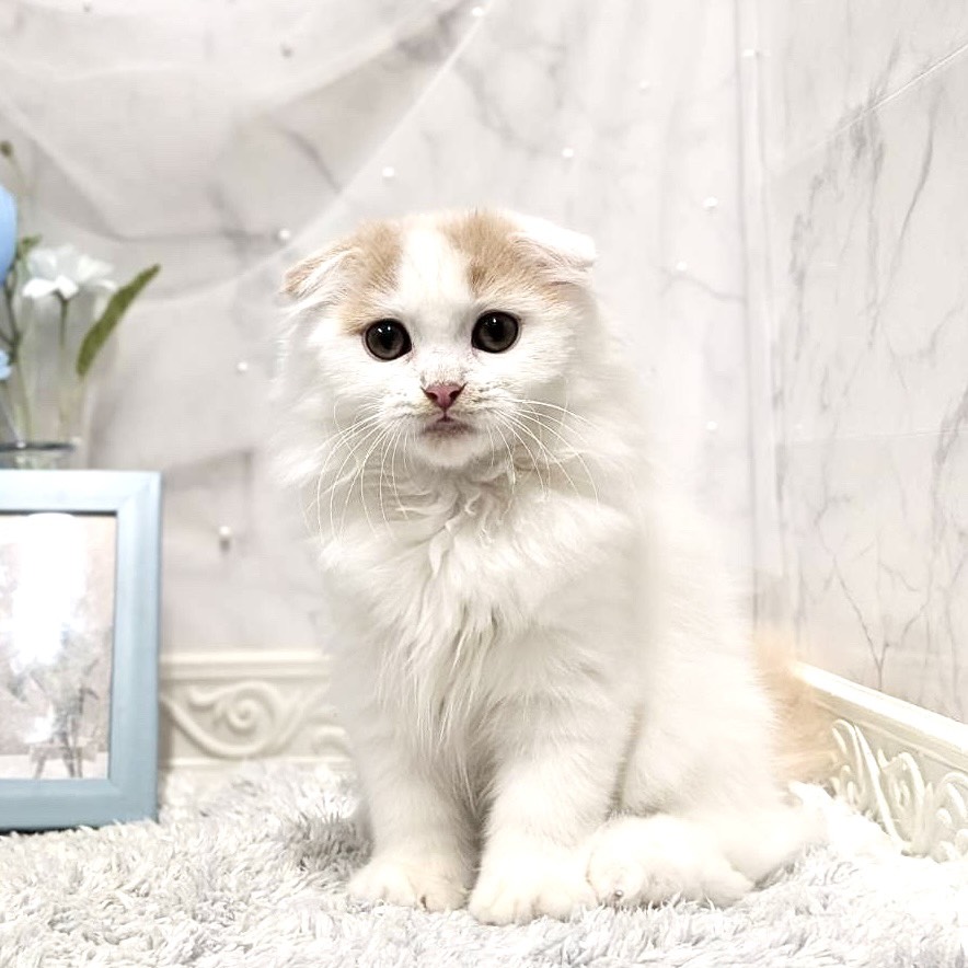 福井県のスコティッシュフォールド (犬の家＆猫の里福井店/2026年7月5日生まれ/男の子/クリームタビーホワイト)の子猫の1枚目の画像