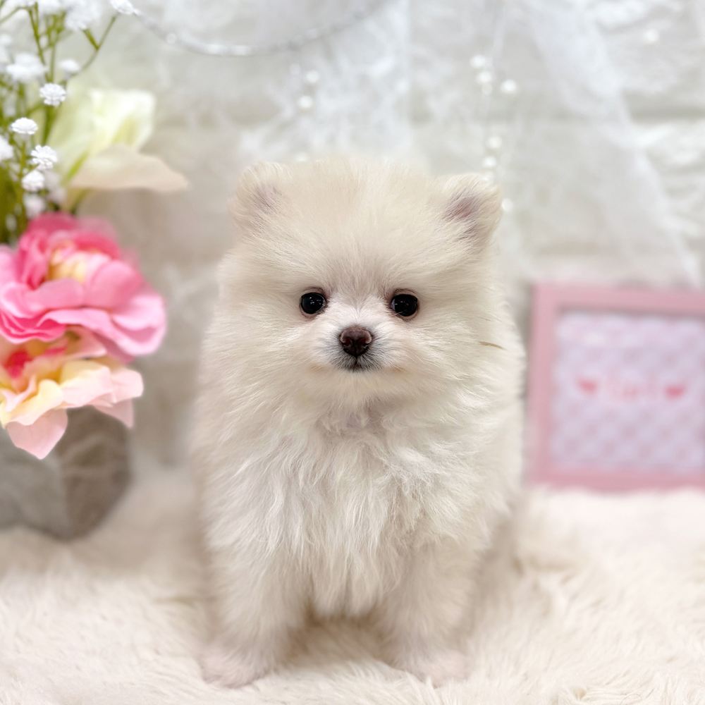 福井県のポメラニアン (犬の家＆猫の里アミーゴ福井大和田店/2026年7月4日生まれ/女の子/クリーム)の子犬の1枚目の画像