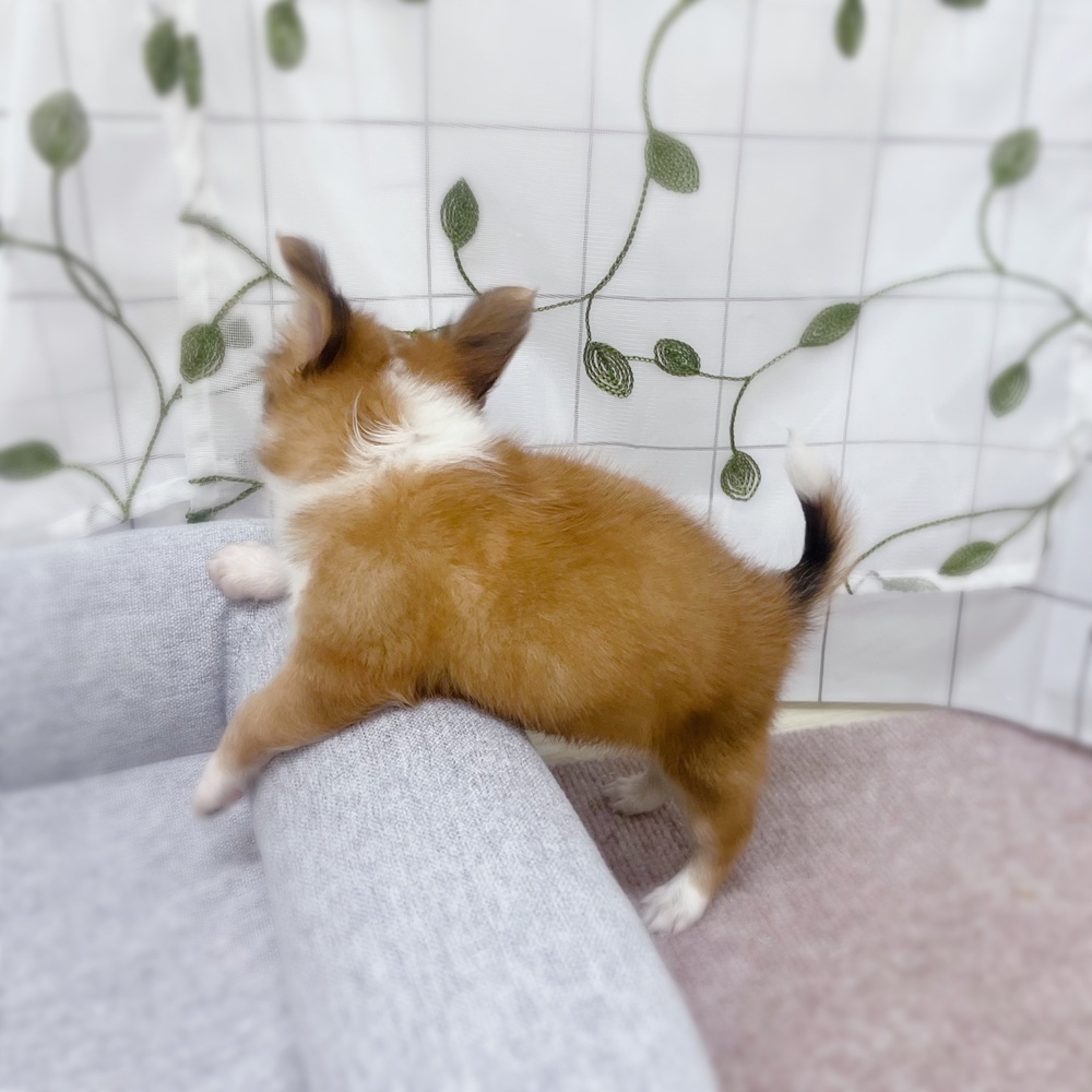 生体画像７