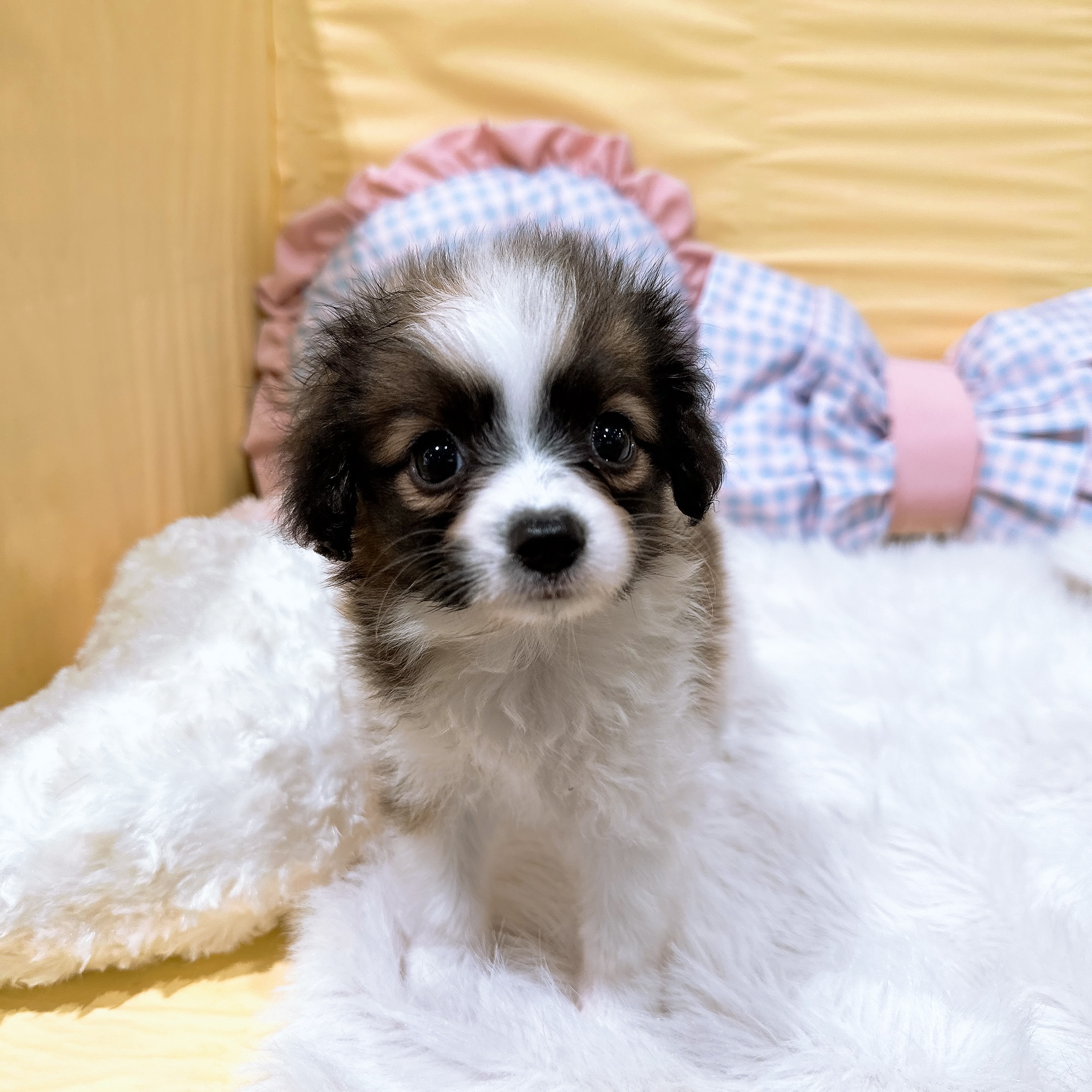 子犬の詳細情報 (神奈川県/2026年7月6日生まれ/男の子/ホワイト