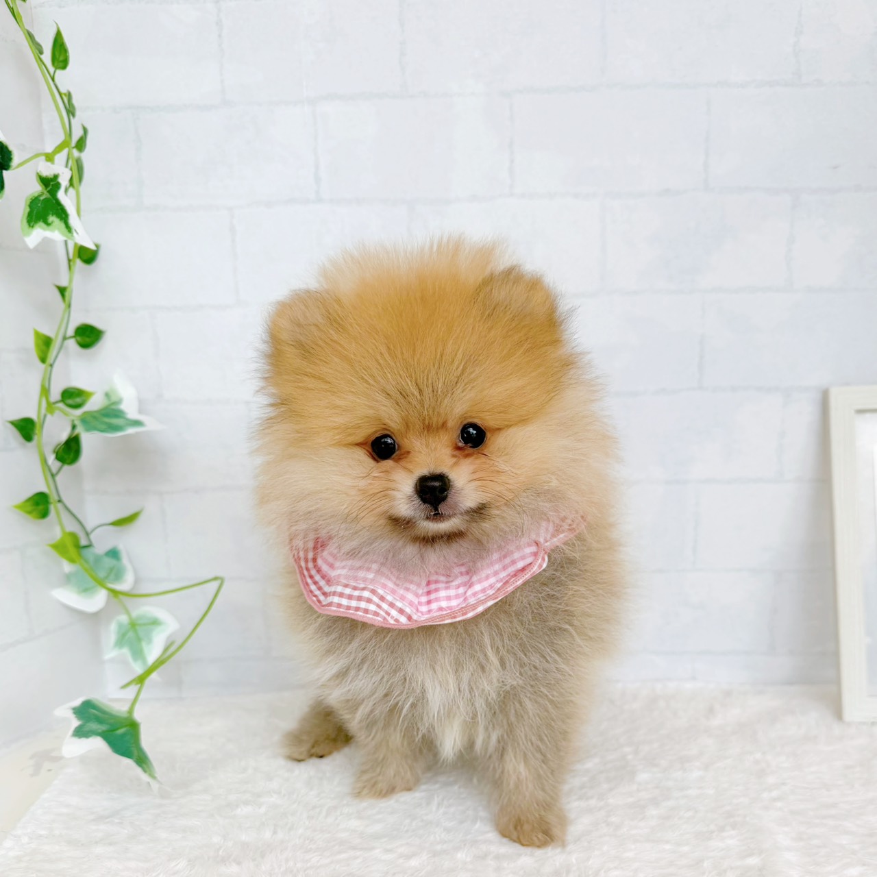 石川県のポメラニアン (犬の家＆猫の里金沢店/2026年7月7日生まれ/女の子/オレンジ)の子犬の1枚目の画像