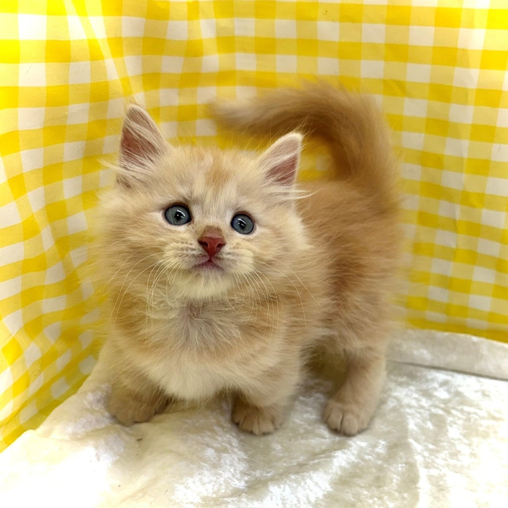 生体画像7