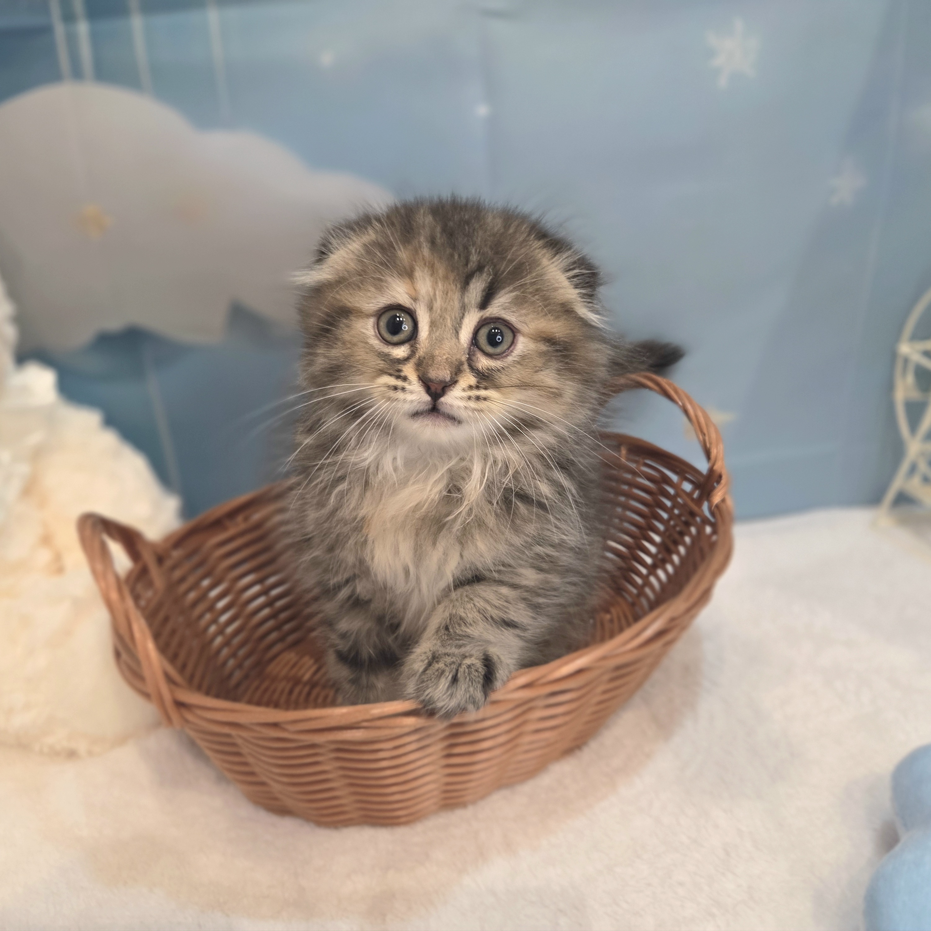 長野県のスコティッシュフォールド (犬の家＆猫の里カインズ梓川店/2026年7月14日生まれ/女の子/ブラウンパッチドタビー)の子猫の1枚目の画像