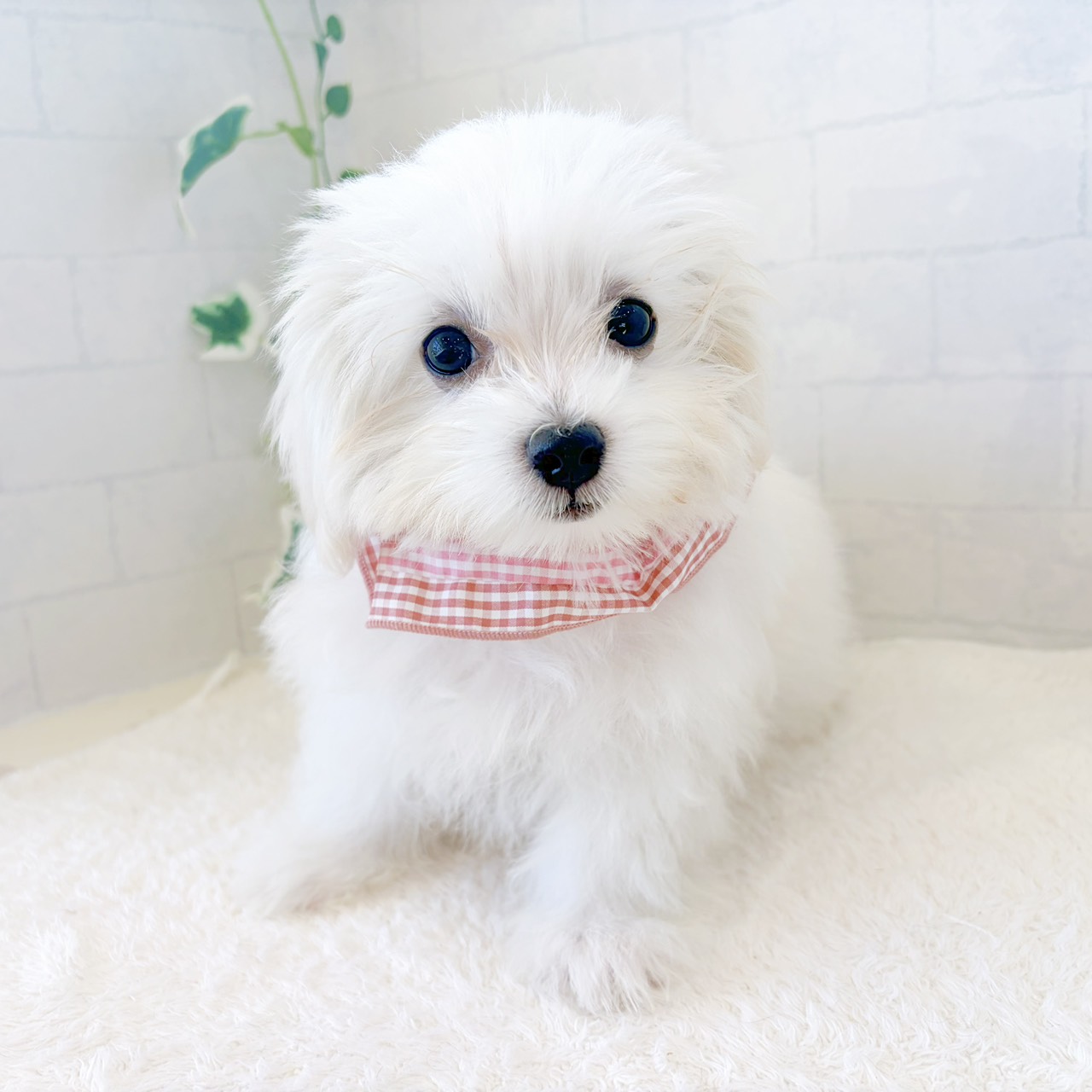 石川県のマルチーズ (犬の家＆猫の里金沢店/2026年7月11日生まれ/女の子/ホワイト)の子犬の1枚目の画像