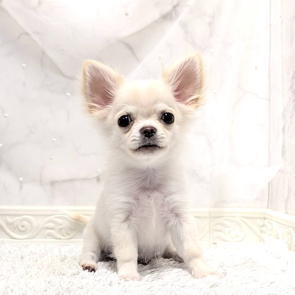 福井県のチワワ(ロング) (犬の家＆猫の里福井店/2026年7月14日生まれ/男の子/クリーム)の子犬の1枚目の画像