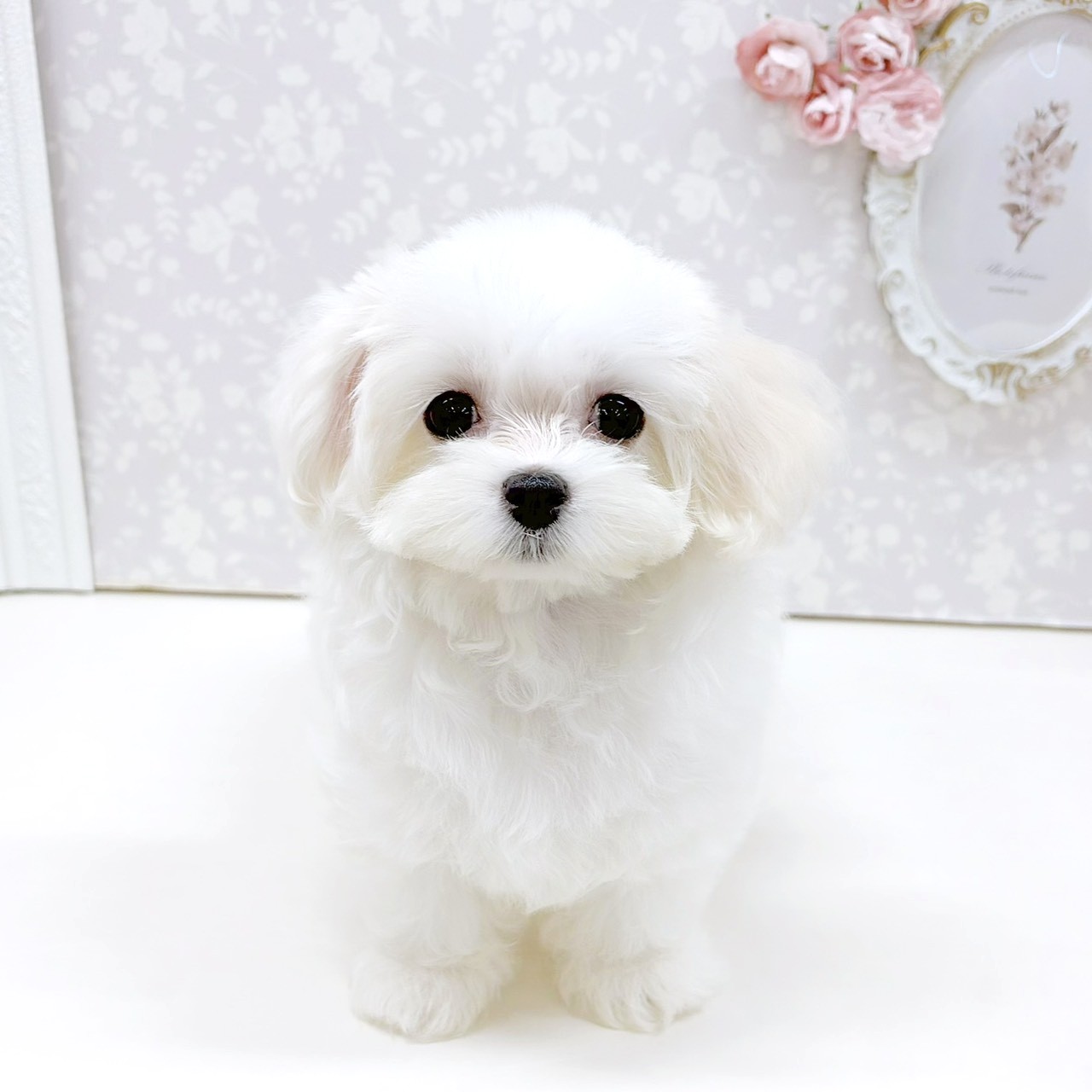 富山県のマルプー(マルチーズ×プードル) (犬の家＆猫の里アミーゴ高岡蓮花寺店/2026年7月17日生まれ/女の子/クリーム)の子犬の1枚目の画像