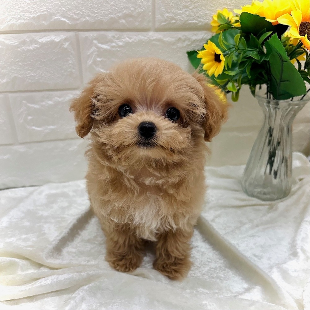 ハーフ犬男の子の写真