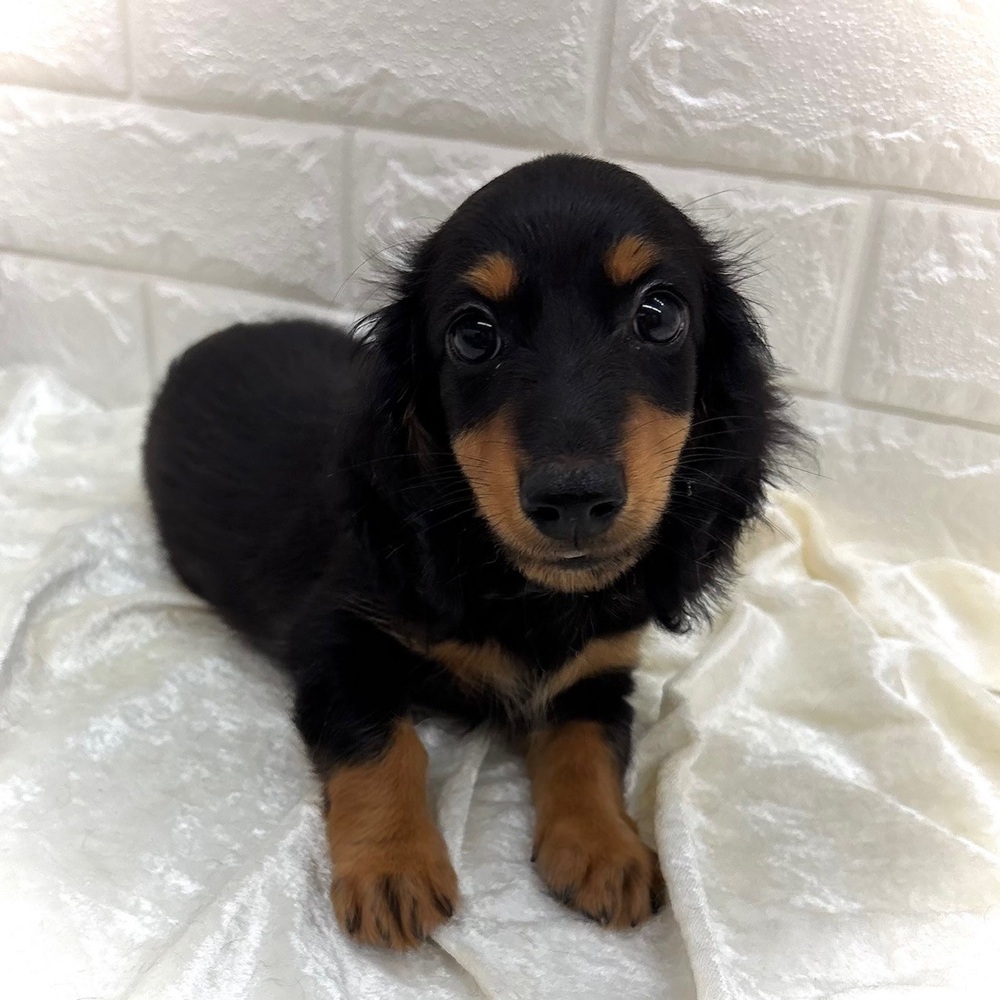 愛知県のミニチュアダックスフンド(ロング) (犬の家＆猫の里名古屋天白店/2026年7月25日生まれ/男の子/ブラックタン)の子犬の1枚目の画像