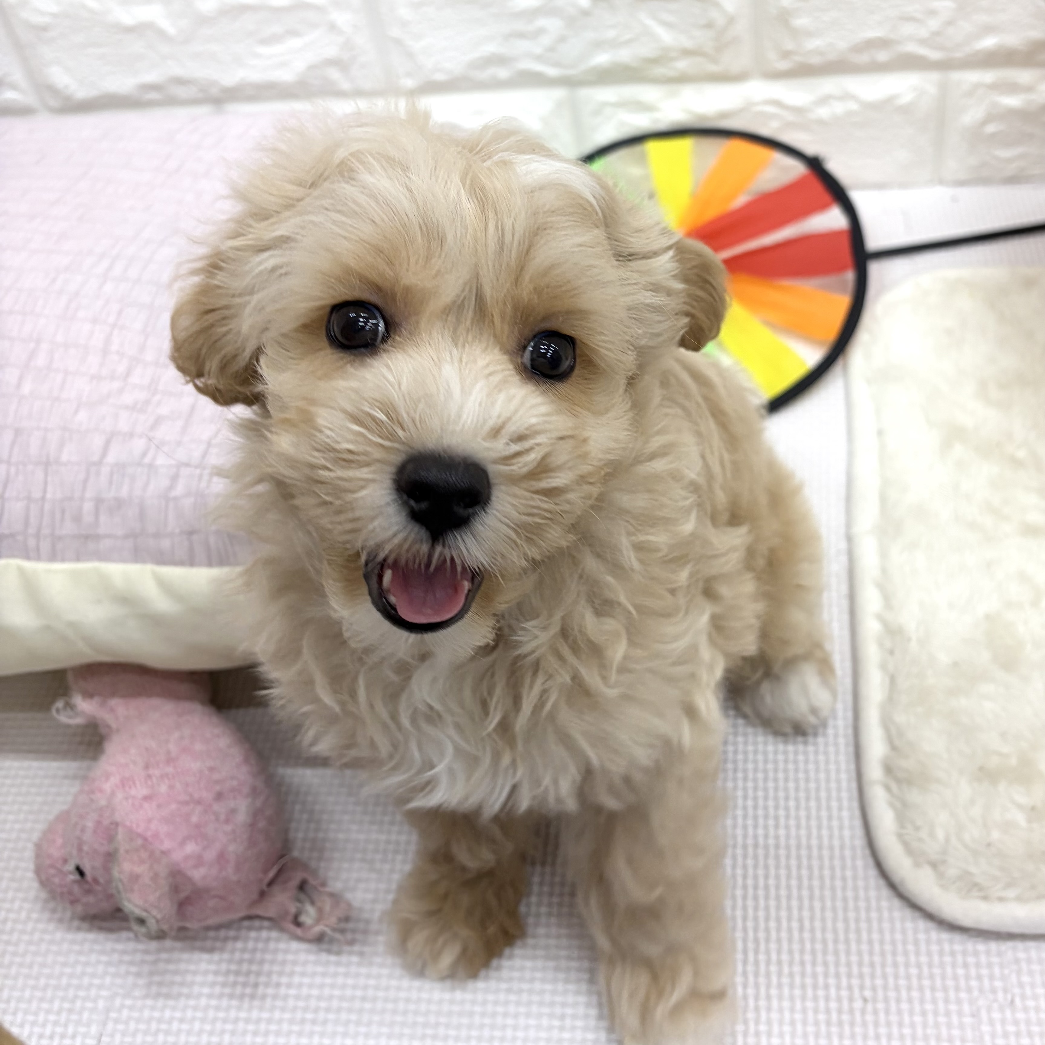 ハーフ犬男の子の写真