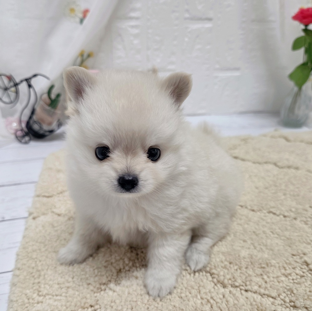 岡山県のポメチワ/チワポメ/ポメチー(ポメラニアン×チワワ) (犬の家＆猫の里岡山店/2026年7月28日生まれ/男の子/クリームホワイト)の子犬の1枚目の画像