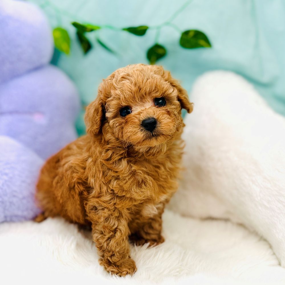 愛知県のトイプードル(ティーカップ) (犬の家＆猫の里愛知刈谷店/2026年7月28日生まれ/男の子/レッドフォーン)の子犬の1枚目の画像