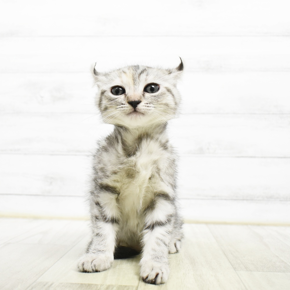 生体画像７