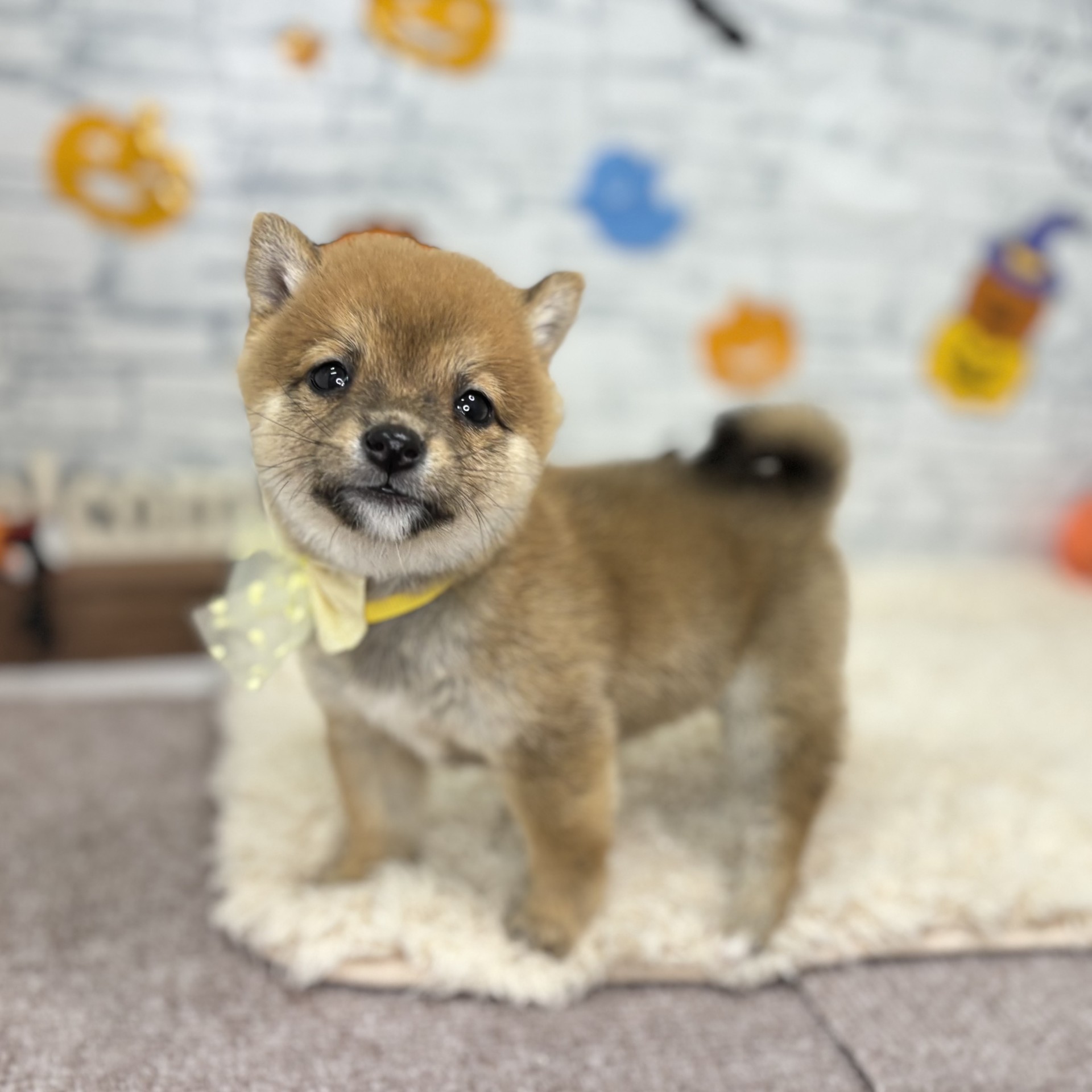 生体画像７