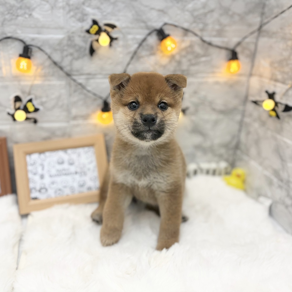 静岡県の柴犬(標準サイズ) (犬の家＆猫の里MEGAドン・キホーテ袋井店/2026年8月1日生まれ/女の子/赤)の子犬の1枚目の画像