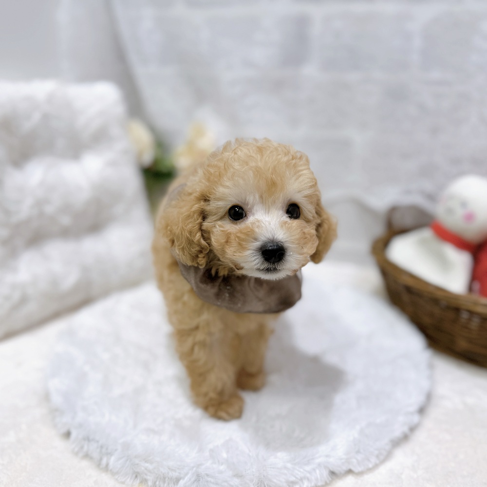生体画像７