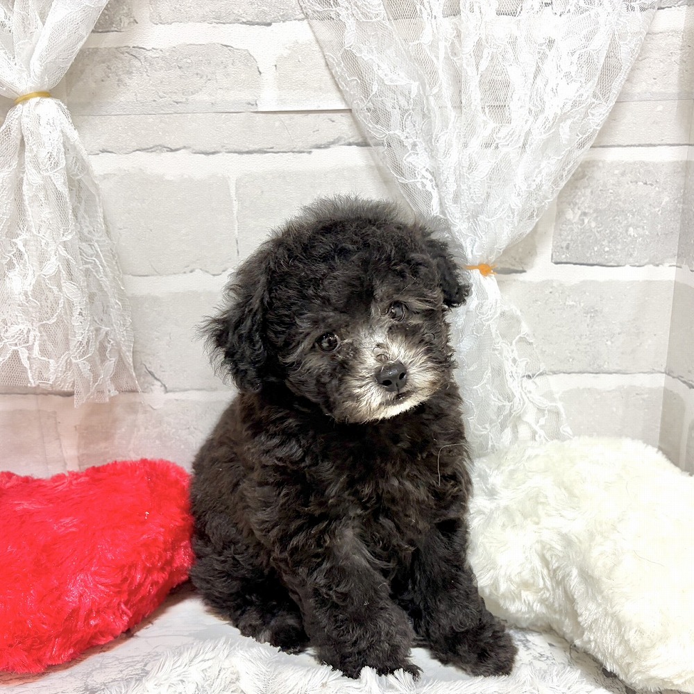 京都府のトイプードル(トイ) (犬の家＆猫の里京都精華店/2026年8月3日生まれ/男の子/グレー)の子犬の1枚目の画像