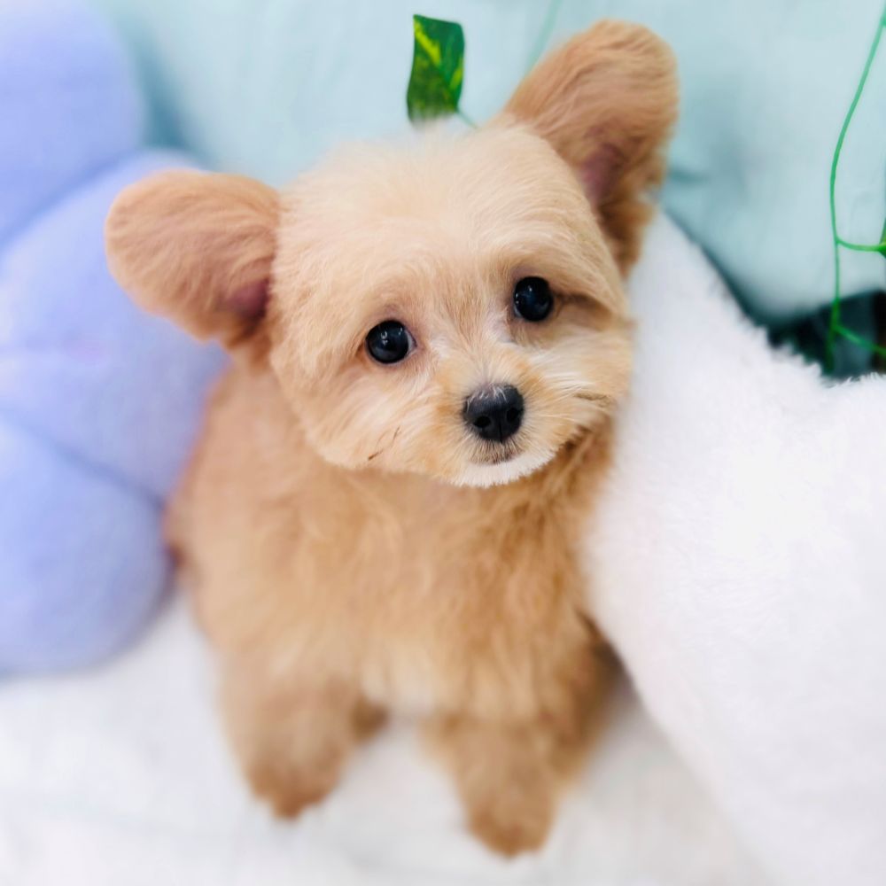 ハーフ犬女の子の写真