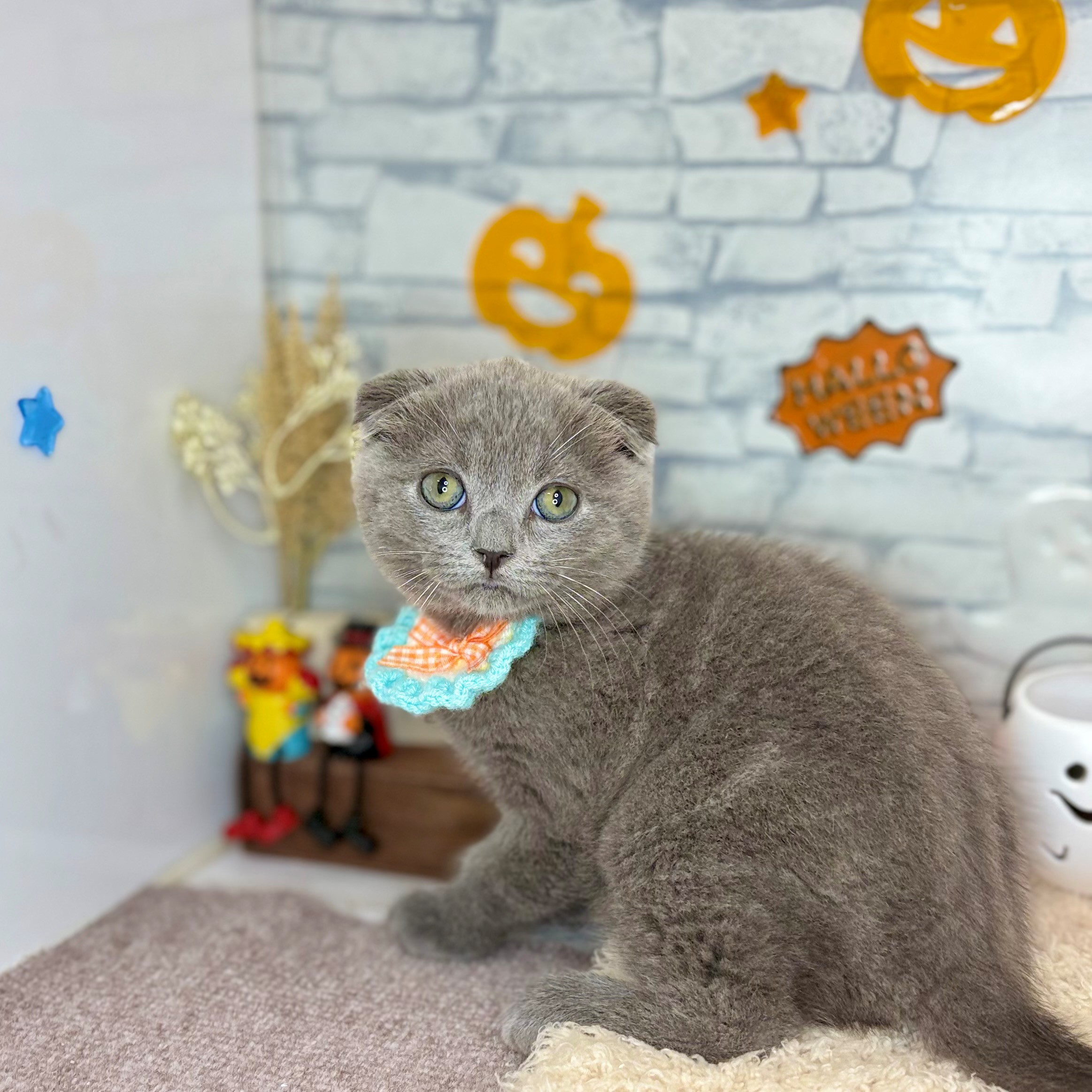 長野県のスコティッシュフォールドの子猫|ペットミー
