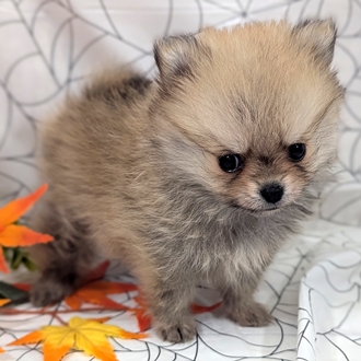 神奈川県のポメチワ/チワポメ/ポメチー(ポメラニアン×チワワ) (犬の家＆猫の里小田原店/2026年8月11日生まれ/女の子/オレンジセーブル)の子犬の1枚目の画像